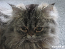 ��� ����� �������� �����