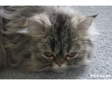 ����������� �������