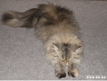 ����������� :)