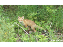 ������� �� �������