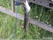 ���� ����������