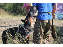 ������ ������ 310.jpg