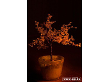 ��� ������ ������