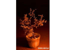 � ������ �������