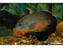 ������ �������