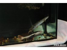 ������ ������ 1