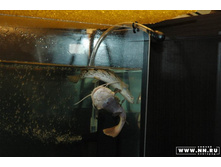 ������ ������ 2