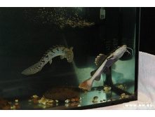 ������ ������ 3