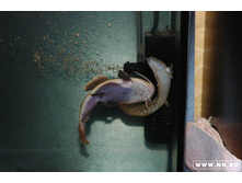 ������ ������ 4