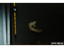 ���������� 2