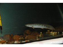 ���������� 3