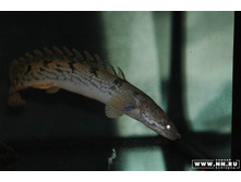 ���������� 4