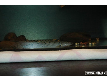 ���������� 5