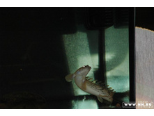 ���������� 6