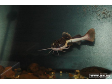 ��� �������������