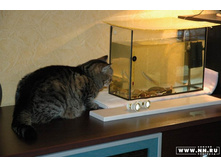 ��� �������