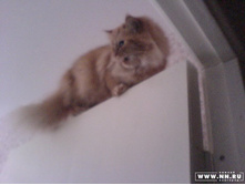 ���������� ���(�)