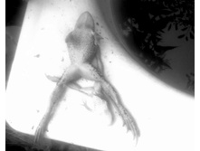 ��������� ���� � ����� �� ����������� ������ - ������� � ����