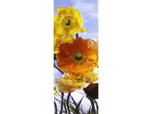���. 2-1257 Poppy  ����� �������� 92-220�� 2 �����     10,05����