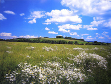 ���. 8-254 Meadow  ����� �������� 368-254�� 8 ������    22,1����