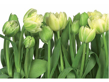 ���. 8-900 Tulips ����� �������� 368-254 8 ������      23,1����