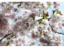 ���. 8-507 Spring   ����� �������� 368-254�� 8 �����    26,5����