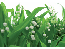 ���. 8-517 Lilies of the Valley    ����� �������� 368-254�� 8 �����    26,9����