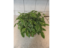 ����� ����� -  �� 350 ���.