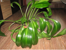 ������� (��������� �����)