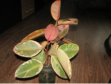 ����� (��������)