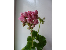  ��������� Pink Pandora