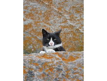 �������