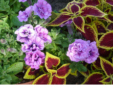 ������ �� ����� ����� "������"