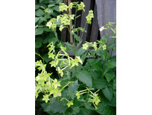 �������� �����