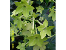 �������� �����