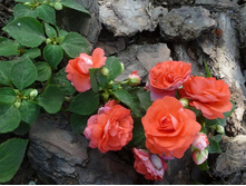 ��������� �������� ���������