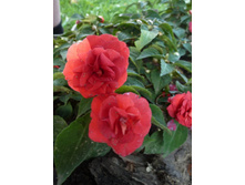 ������� �������� ���������