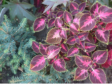 ������ �� ����� ����� "������"