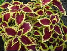 ������ �� �����