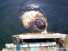 ����� ������ (��� �������) � ����� ��� ���������