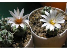 ���������� (1 ��� 2 ������)