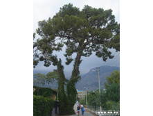 ������ �� ���� �� ����