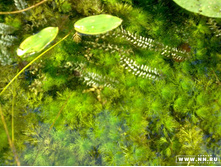 ��� �����-������������