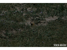 ������ ....