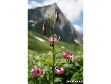 ����� ���