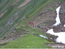 ������� �����