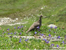 ���� � ����� �����