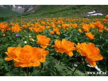 ����� ������