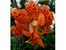 ����� �������� �����������