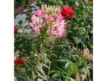 ������ ������